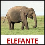 ELEFANTE.jpg