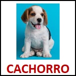 CACHORRO.jpg